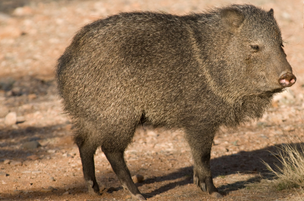 image of Wild Hog for Identification Purposes